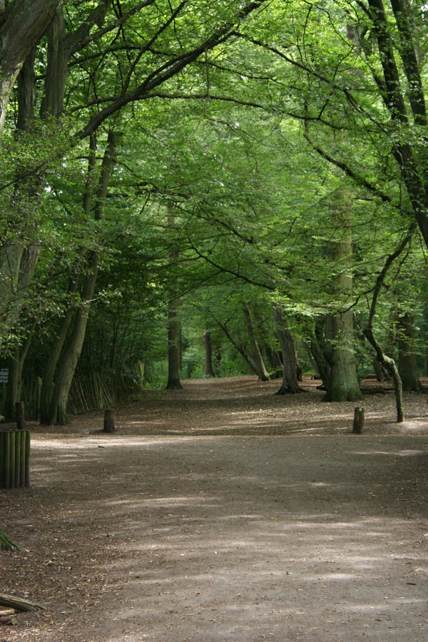 Highgate Woods